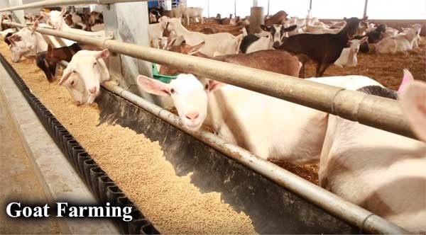 Goat-farming-business