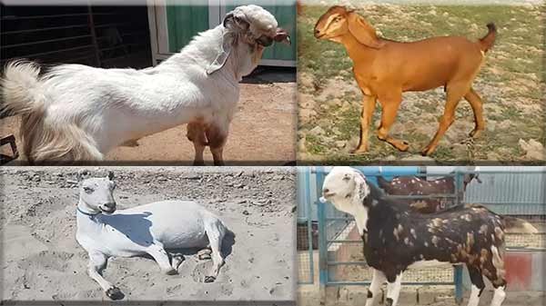 Goat-breeds-information-in-hindi