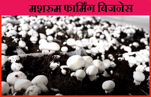 Mushroom Farming Work in Hindi